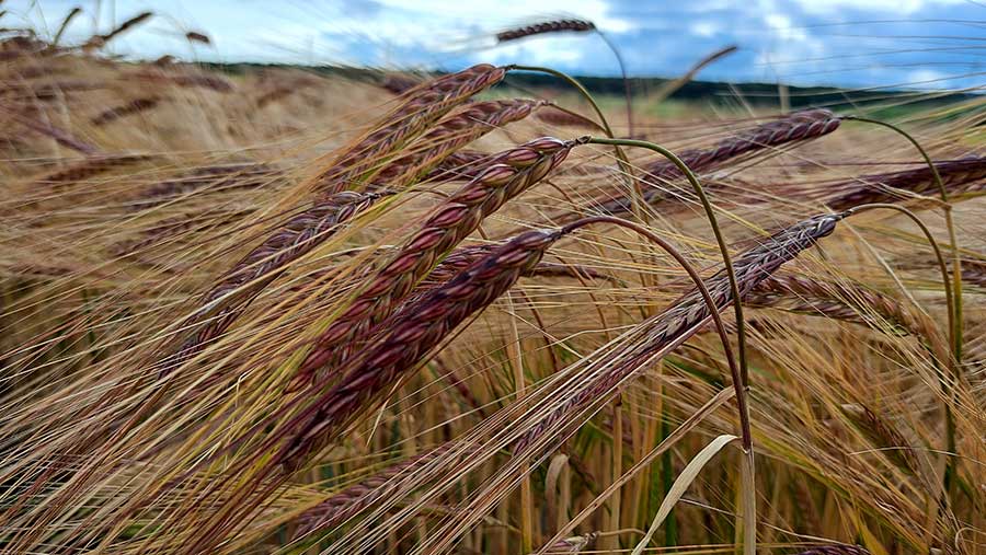 Barley in field