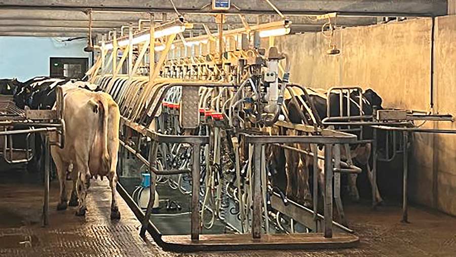 Cows in milking parlour