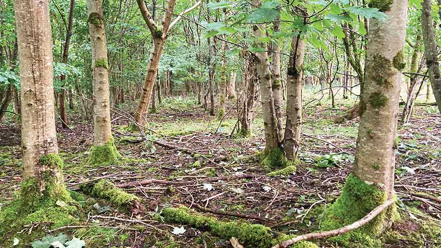 Woodland before it is thinned