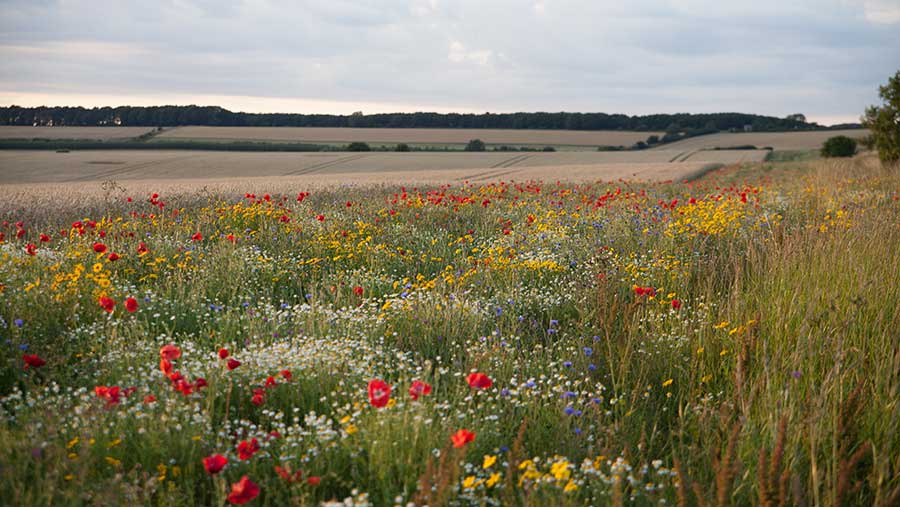 Nature restoration project on marginal land coexisting with land dedicated to food production