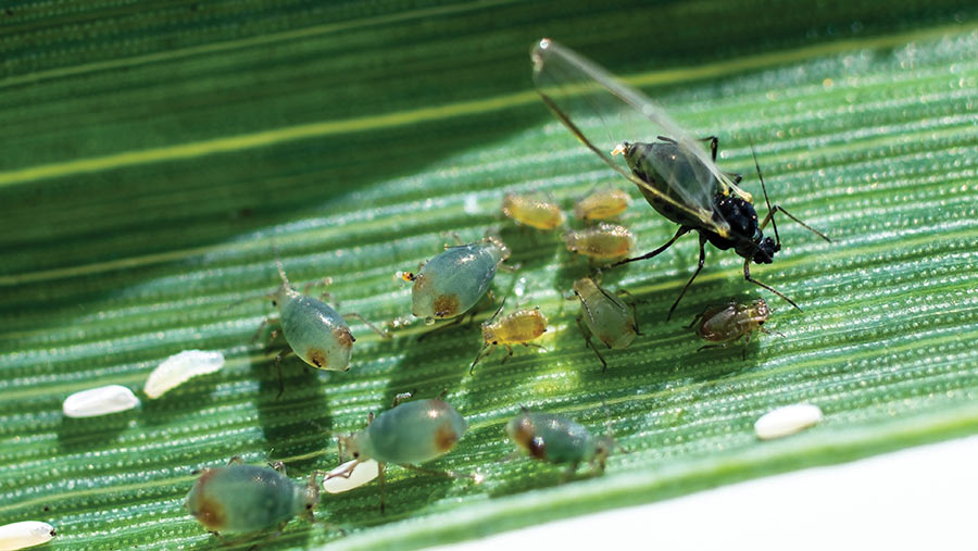 bird cherry-oat aphids