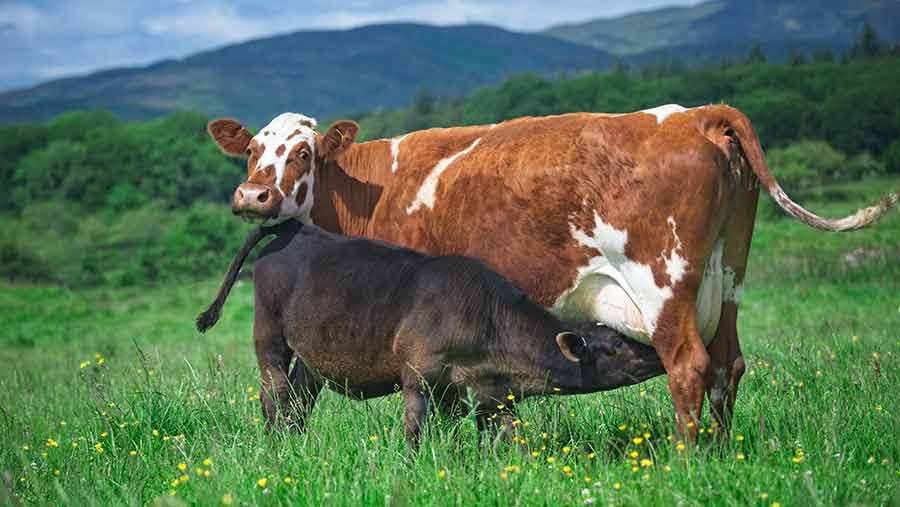 Calf suckling from its mum at Rainton Farm © Ian Findlay