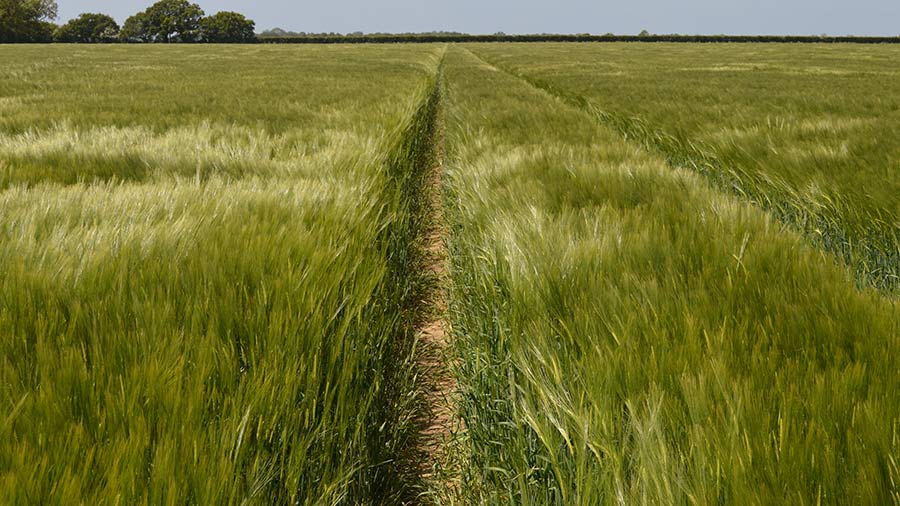 Caravelle winter barley