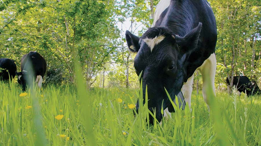 Cattle grazing grass in woodland valley