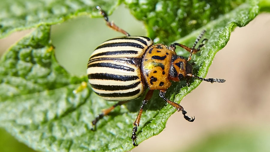 Potato beetle deals