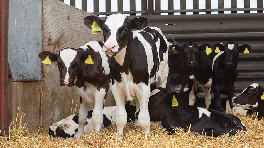 How genetics and data sharing can aid calf management