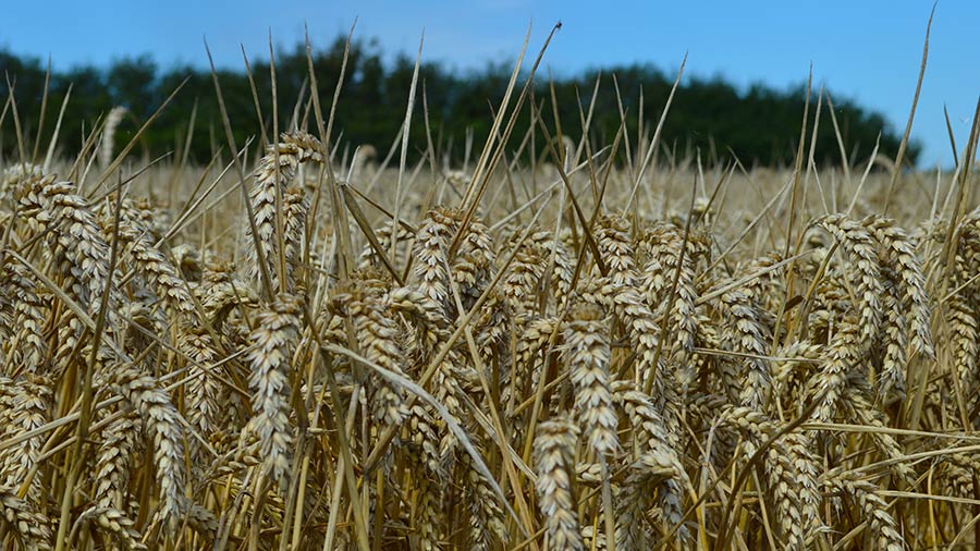Field of Dawsum wheat