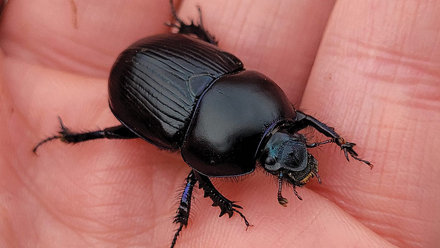 Hand holding a dung beetle