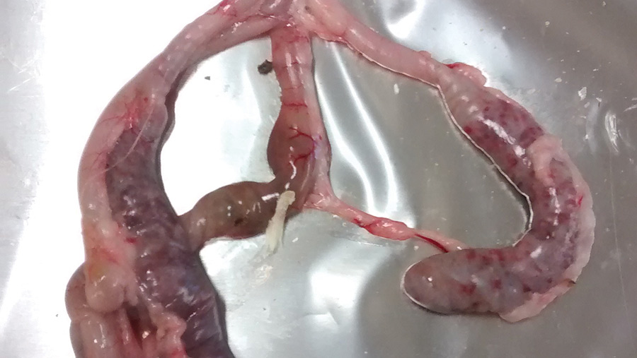 Post-mortem picture of Eimeria lesions on chicken intestines