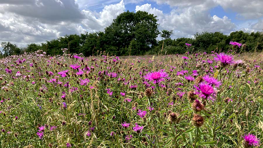 Habitat creation is a key focus at The Grange Farm © MAG/Emma Gillbard