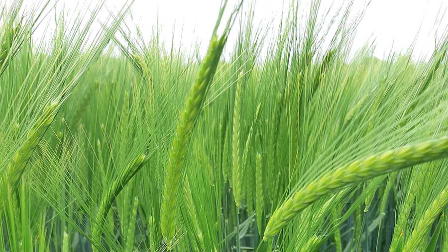 Close up of Flagon in field