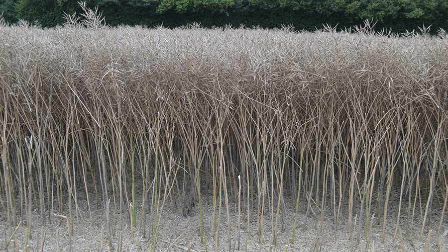 Oilseed rape ready for harvest