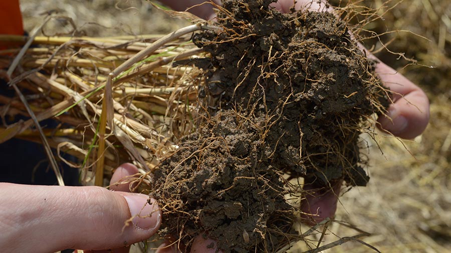 Close up of soil on Drivers Farms