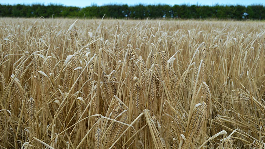 Crop of Laureate spring barley