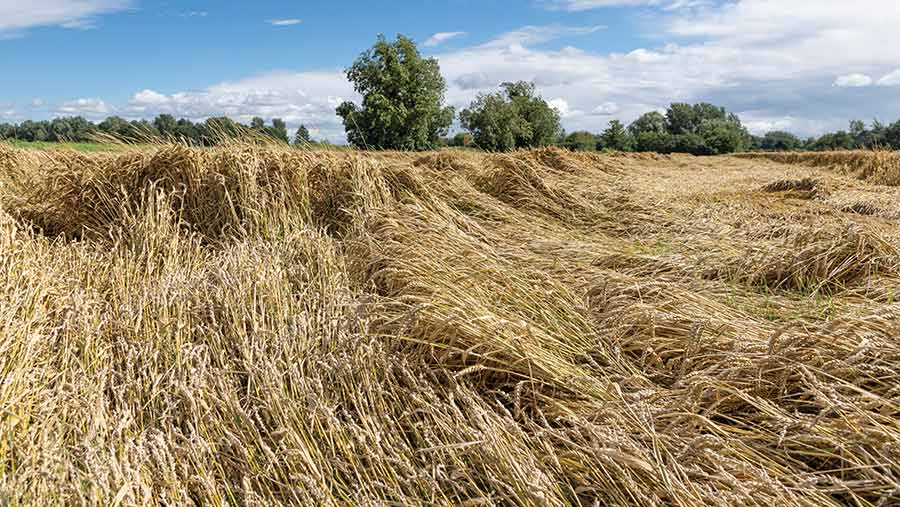 Lodged winter wheat © GNP