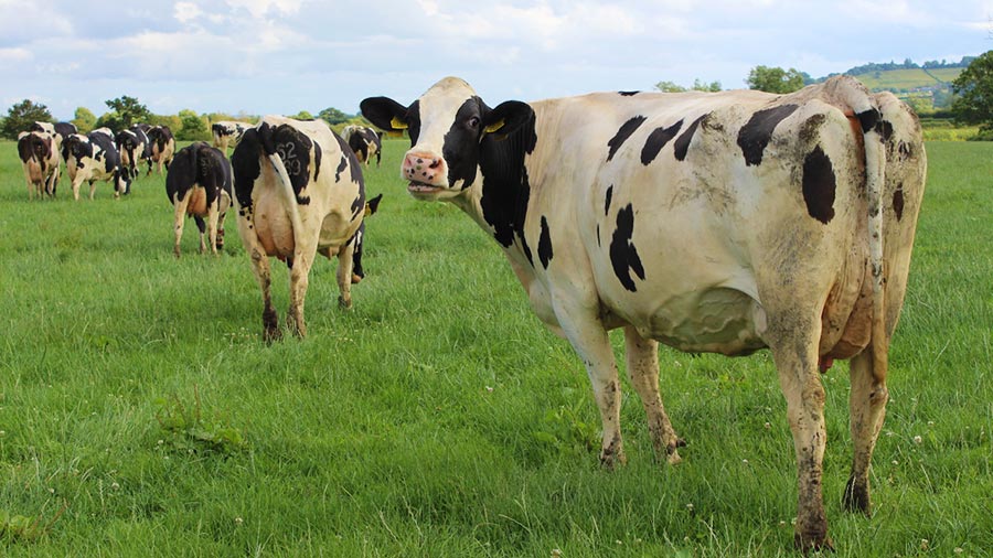 The dairy herd at New Manor Farm © Aly Balsom