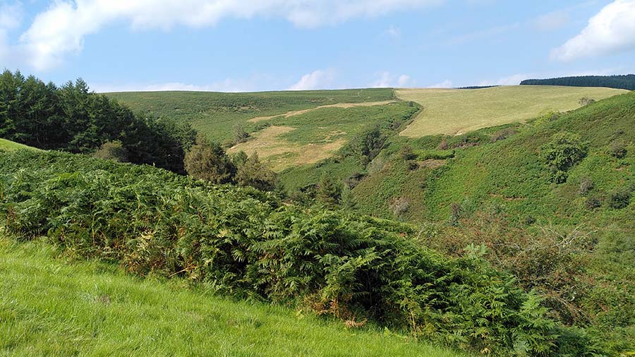 Wildlife Trusts launches £6m fund for rewilding and wild animal ...