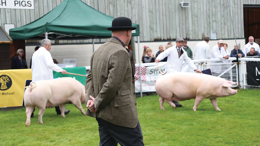 Judge in a bowler hat with pigs