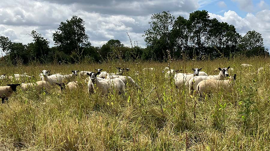 Sheep grazing herbal leys