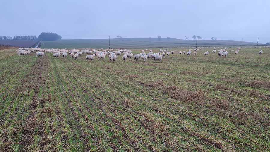 Sheep grazing winter wheat in mid-March 