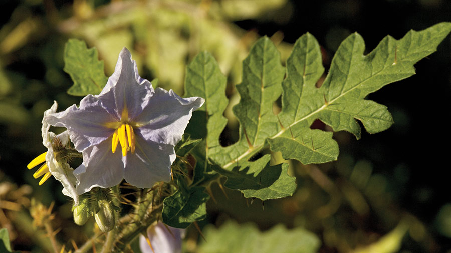 Sticky nightshade