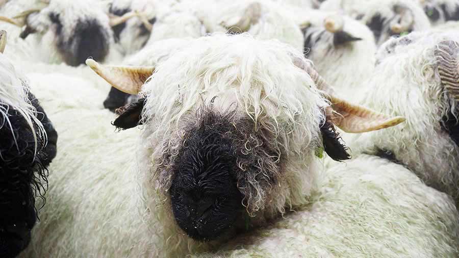 The shipment included Valais Blacknose embryos © Chakorn/Adobe Stock