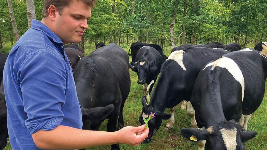 Will inspecting grass with dairy beef cattle in background