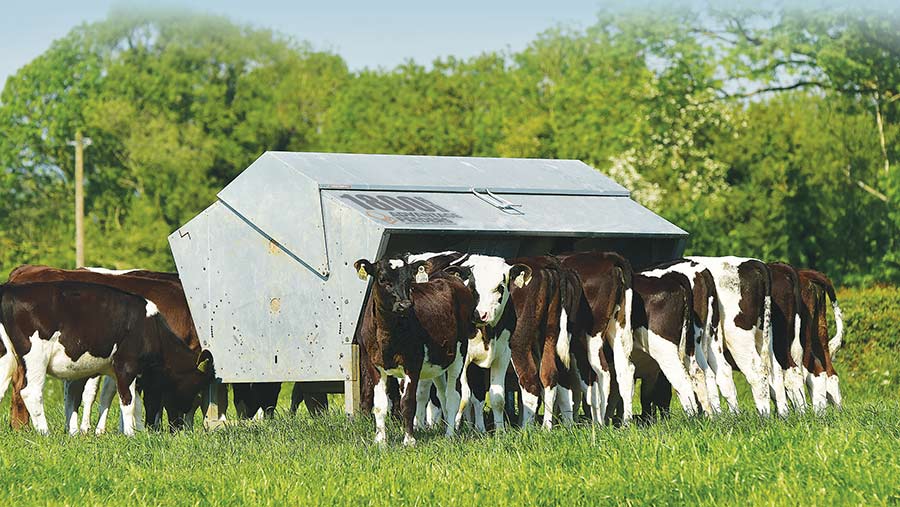 Cows by Advantage Feeder