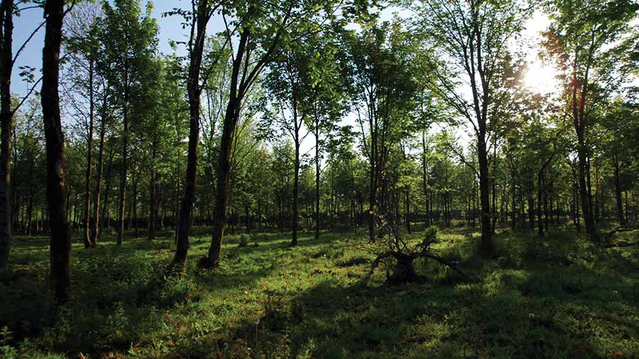 Woodland at Yeo Valley