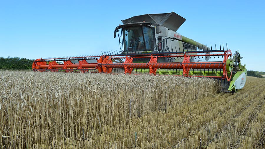 Harvesting winter wheat variety Dawsum on Driver Farms © MAG/David Jones