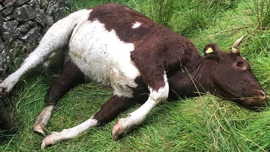 Beef Shorthorn cow shot dead