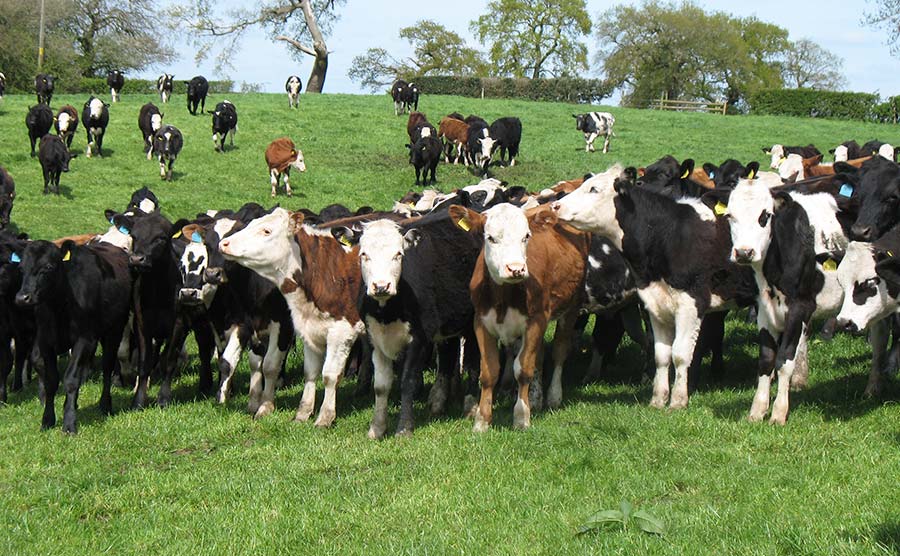 Graham Park's beef calves at pasture 