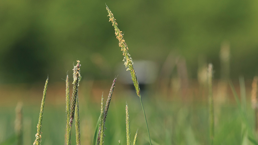 Blackgrass