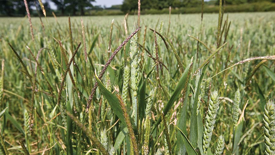 Blackgrass in wheat