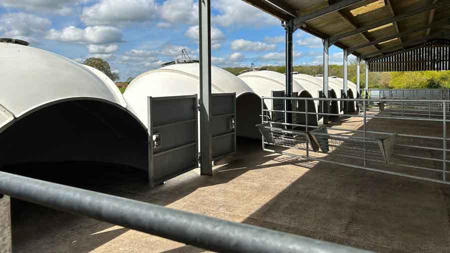 Cattle Sheds After being cleaned.