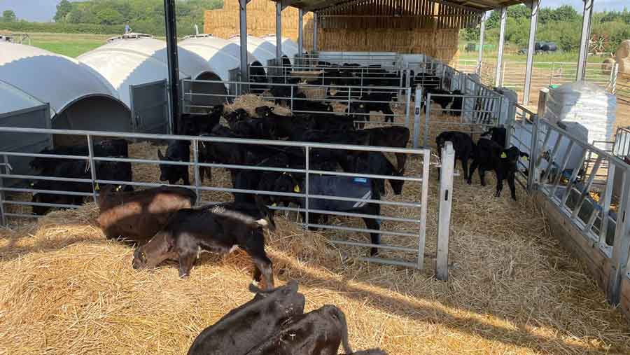 The Cows are now in their pens