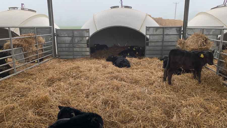 Cattle sleeping in their pens