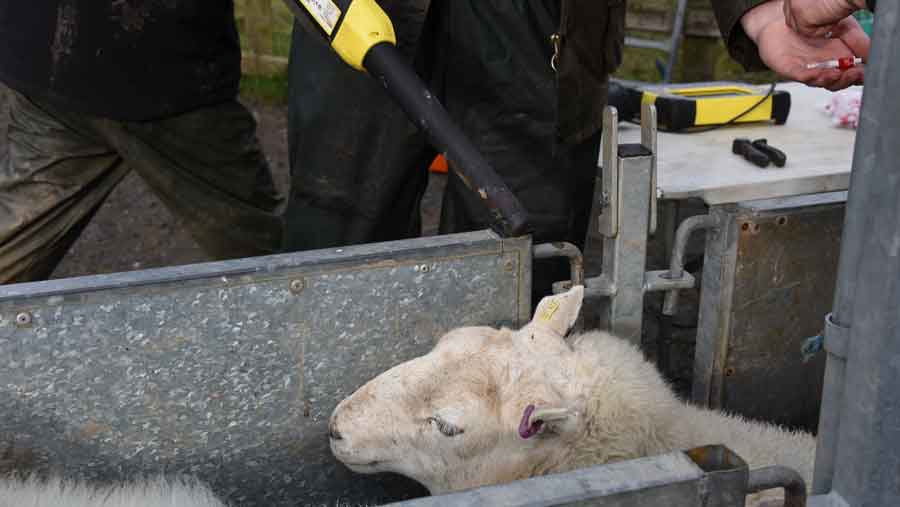 Sheep in crush being tested