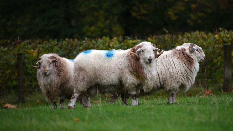 Three Rams in a field