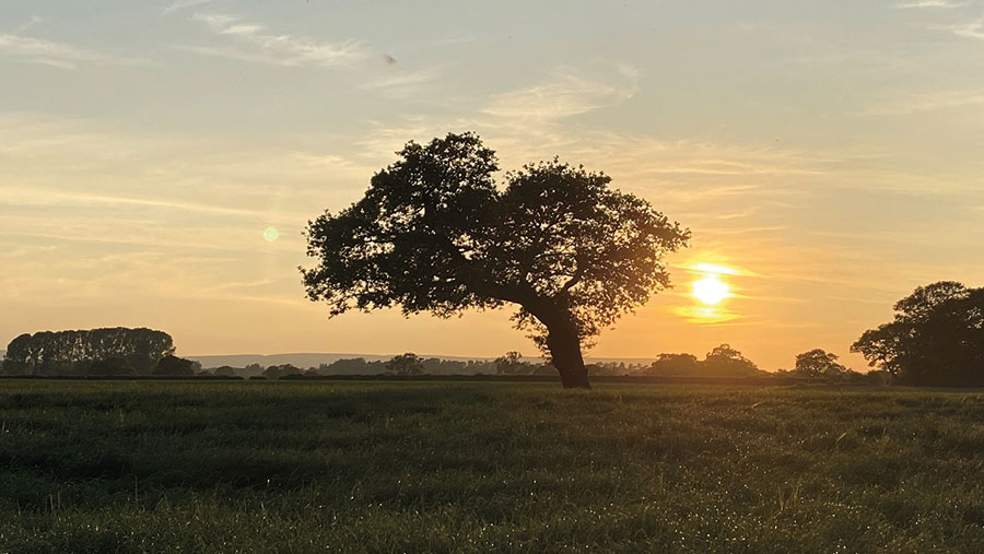 Oak tree at sunset