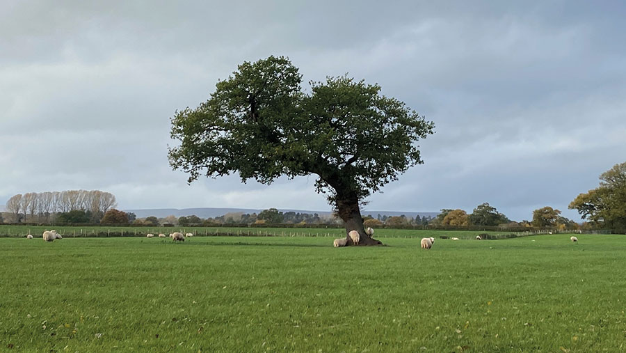 Oak tree with sheep around it
