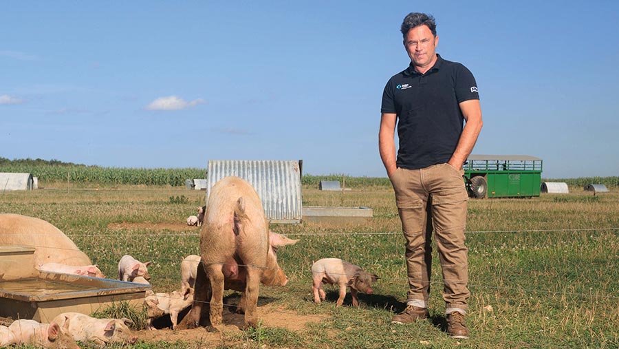 Guy King with pigs