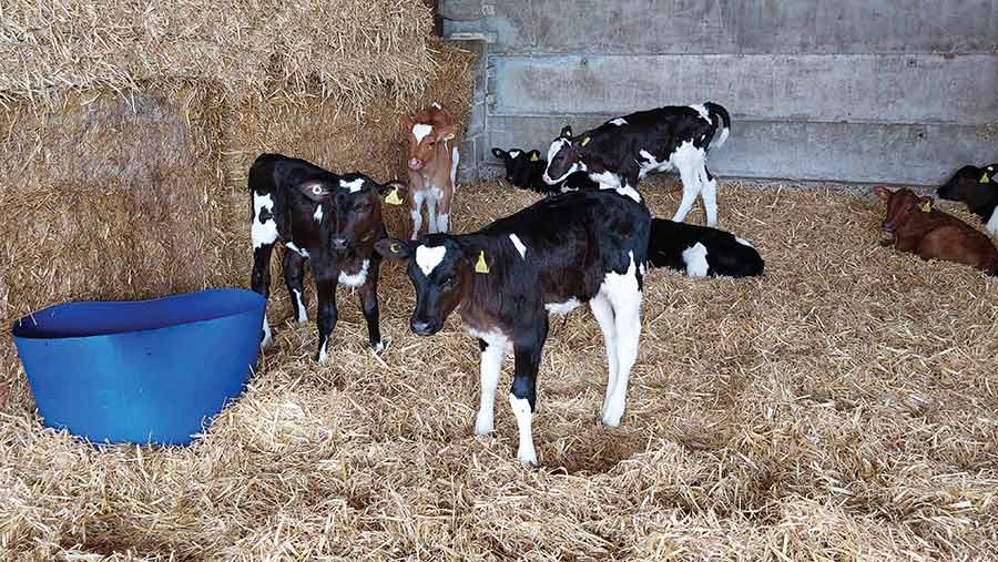 Heifer calves in shed