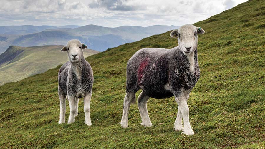 Upland sheep farmers in Lake District fear for future