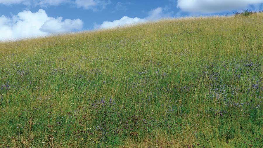 Meadow with blue sky