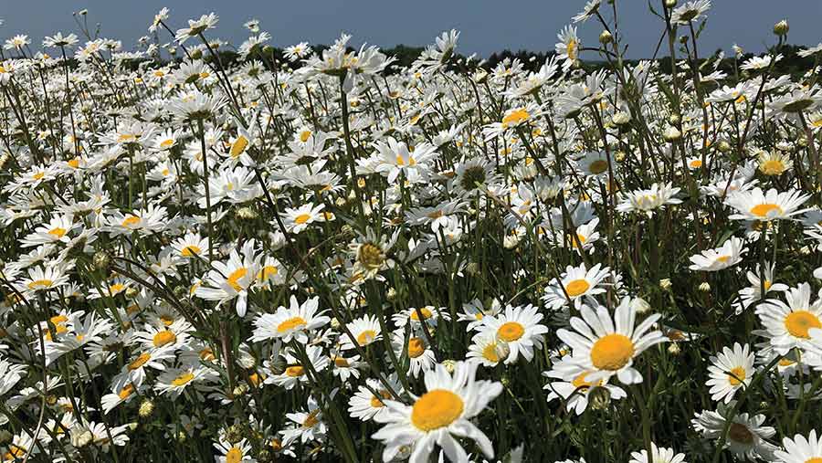 Ox-Eye daisies