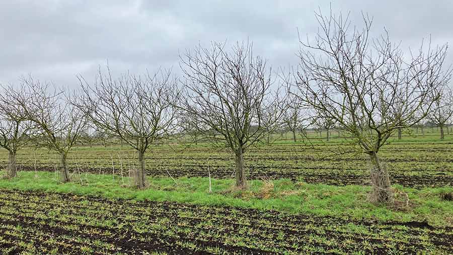 Agroforestry: Can it work for farming as well as environment?