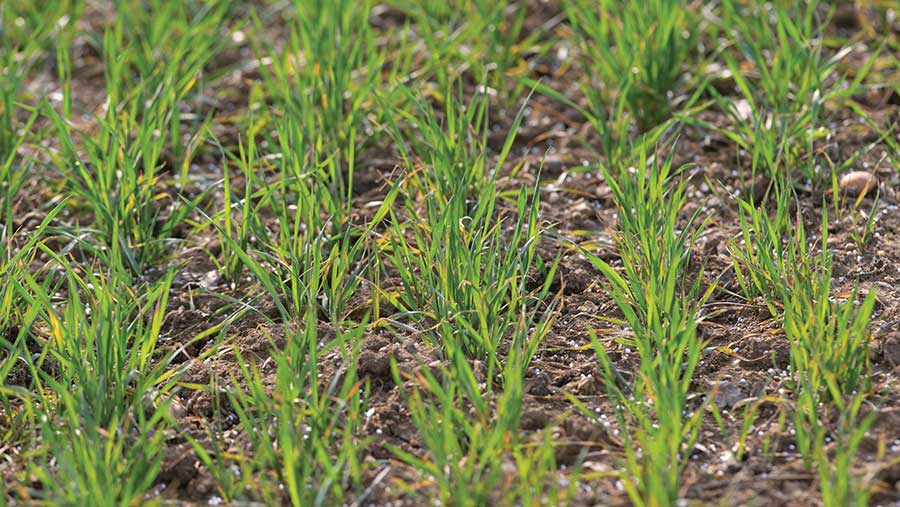 Newly emerged winter wheat