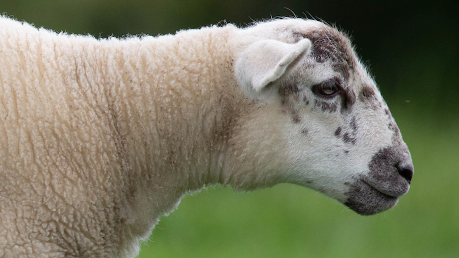 How to stop losses when grazing youngstock on herbal leys - Vimarsana News