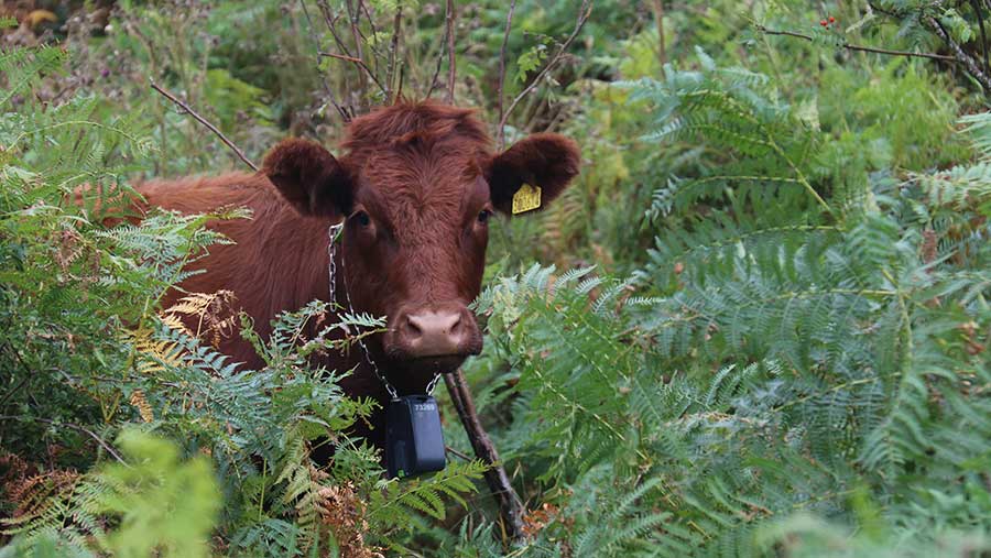 Cow stood in foliage with Nofence collar worn around neck